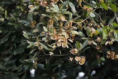Combretum kraussii, photographed by Tony Rebelo