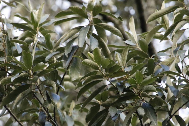 Kiggelaria africana, photographed by Tony Rebelo