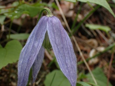 Clematis occidentalis, photographed by Shane Johnson