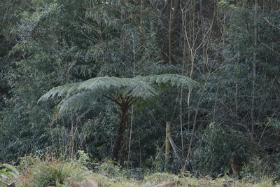 Sphaeropteris cooperi, photographed by Tony Rebelo