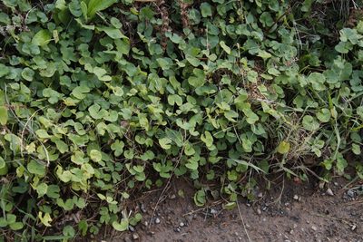 Centella asiatica, photographed by Tony Rebelo