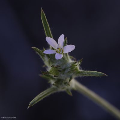 Eriastrum signatum, photographed by Ken-ichi Ueda