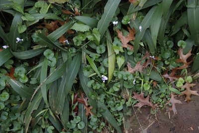Setaria megaphylla, photographed by Tony Rebelo