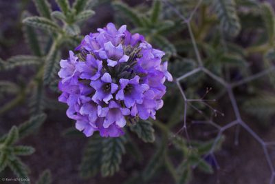 Nama rothrockii, photographed by Ken-ichi Ueda