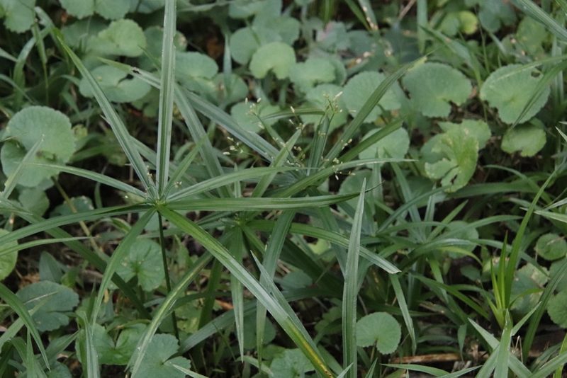 Cyperus albostriatus, photographed by Tony Rebelo