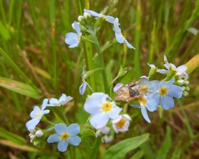 Myosotis scorpioides
