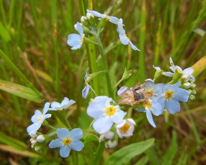 Myosotis scorpioides, photographed by Jon Mortin