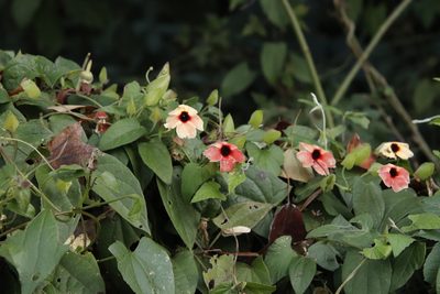 Thunbergia alata, photographed by Tony Rebelo