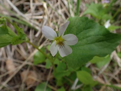 Viola canadensis