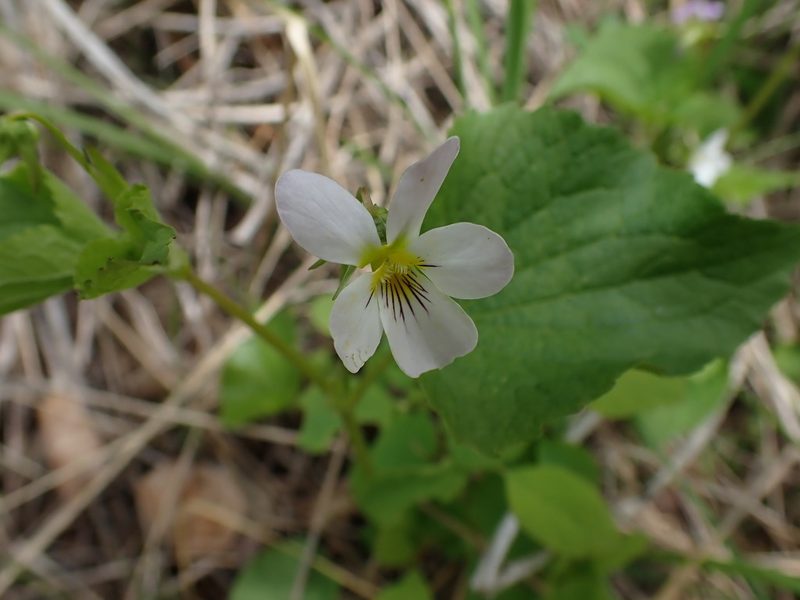 Viola canadensis, photographed by Shane Johnson