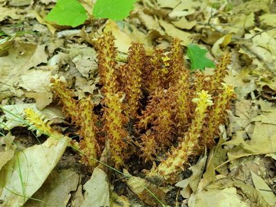 Conopholis americana, photographed by Gus