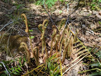 Polystichum munitum, photographed by Timothy McNitt