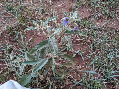 Solanum elaeagnifolium, photographed by guppin