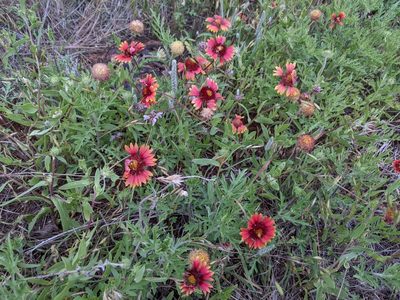 Gaillardia pulchella, photographed by guppin