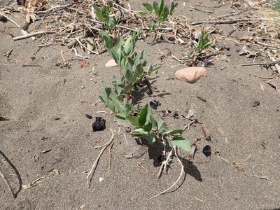 Lathyrus japonicus, photographed by Allan Harris