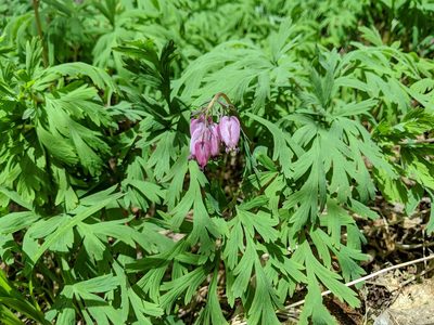 Dicentra formosa