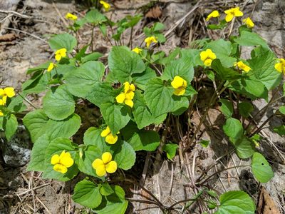 Viola glabella, photographed by Timothy McNitt