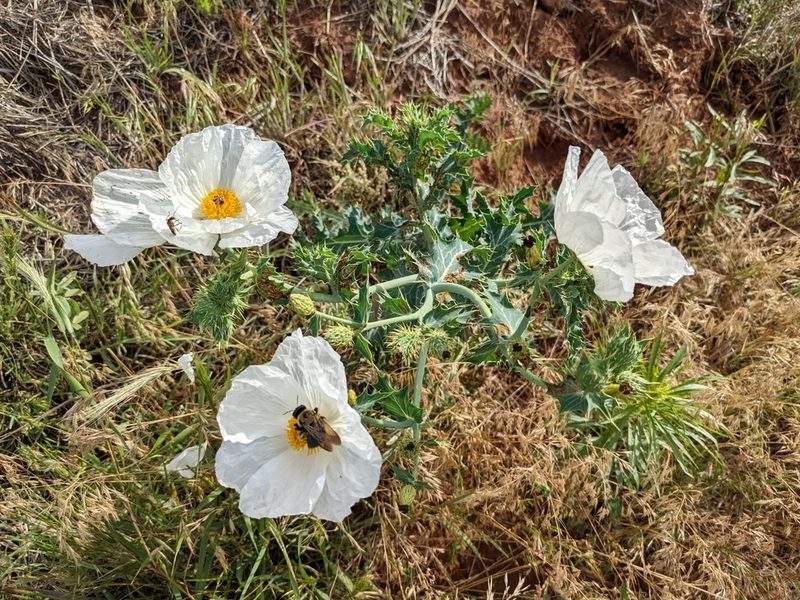 Argemone polyanthemos, photographed by guppin