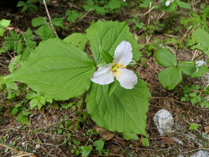Trillium ovatum, photographed by Timothy McNitt
