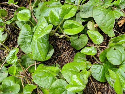 Asarum caudatum, photographed by Timothy McNitt