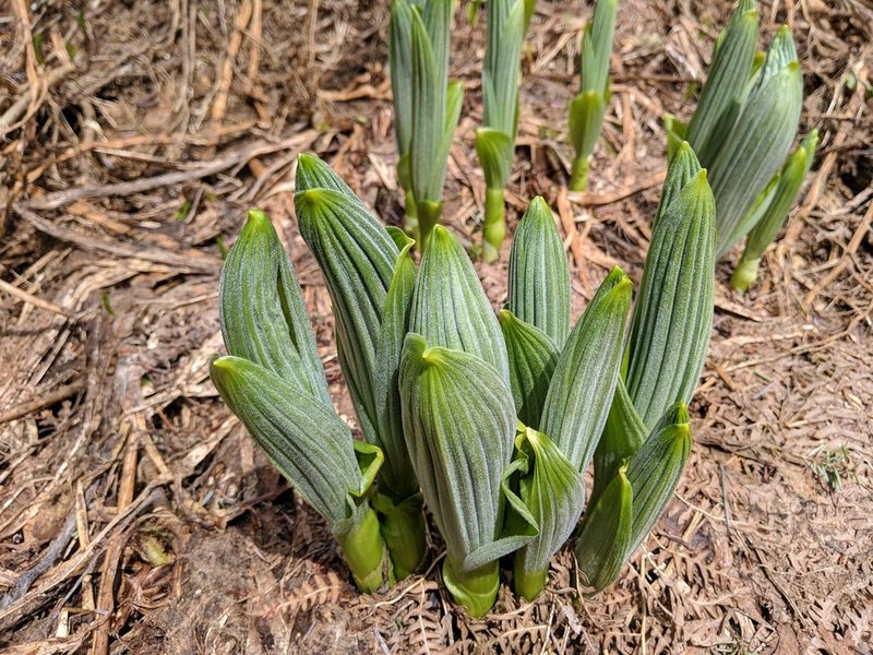 Veratrum viride, photographed by Timothy McNitt
