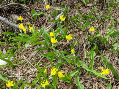 Erythronium grandiflorum, photographed by Timothy McNitt