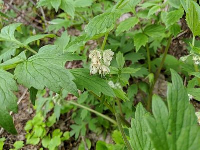 Hydrophyllum fendleri