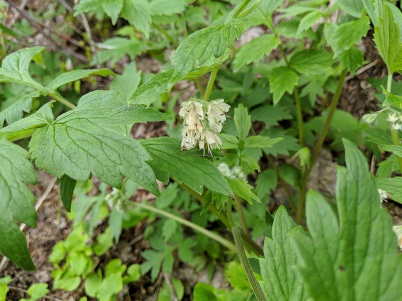 Hydrophyllum fendleri, photographed by Timothy McNitt