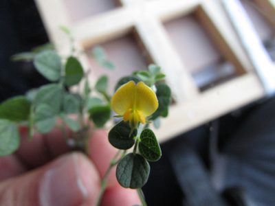 Rhynchosia prostrata, photographed by Carlos Martorell