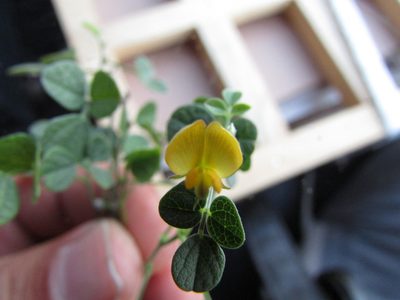 Rhynchosia prostrata, photographed by Carlos Martorell