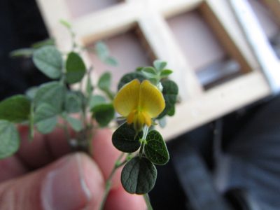 Rhynchosia prostrata, photographed by Carlos Martorell