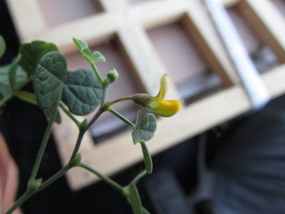 Rhynchosia prostrata, photographed by Carlos Martorell