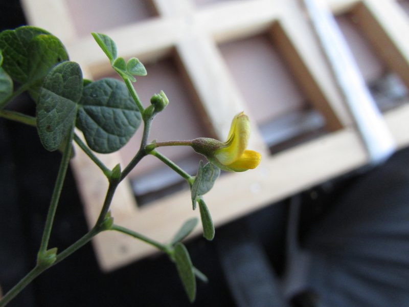 Rhynchosia prostrata, photographed by Carlos Martorell