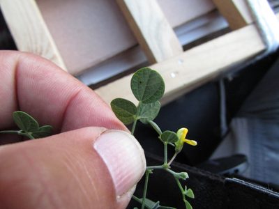 Rhynchosia prostrata, photographed by Carlos Martorell