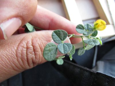 Rhynchosia prostrata, photographed by Carlos Martorell