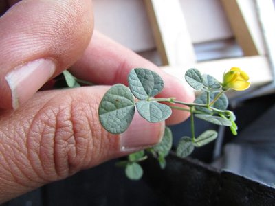 Rhynchosia prostrata, photographed by Carlos Martorell