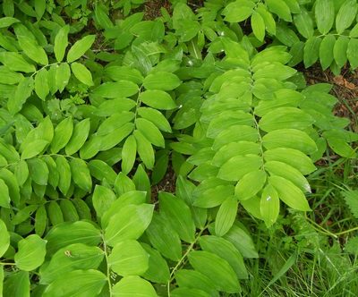 Polygonatum multiflorum, photographed by Jon Mortin