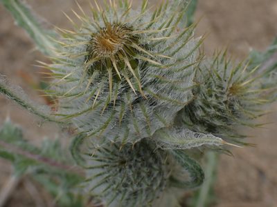 Cirsium hookerianum, photographed by Shane Johnson