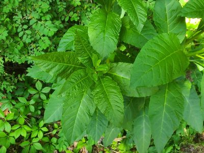 Phytolacca americana, photographed by Megan Massa