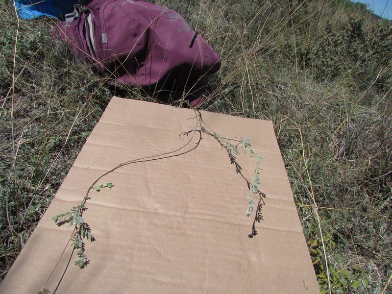 Dalea leucosericea, photographed by Carlos Martorell