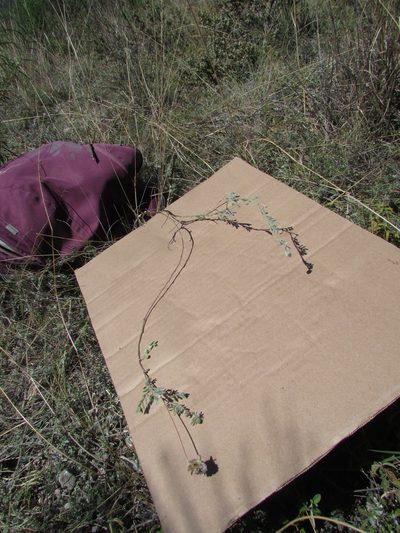 Dalea leucosericea, photographed by Carlos Martorell