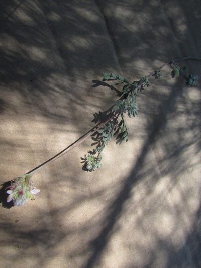 Dalea leucosericea, photographed by Carlos Martorell