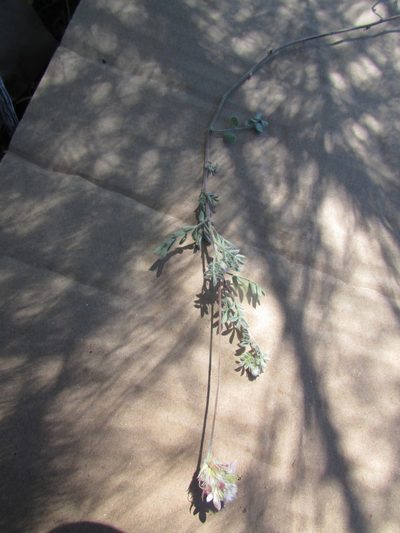 Dalea leucosericea, photographed by Carlos Martorell