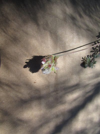 Dalea leucosericea, photographed by Carlos Martorell