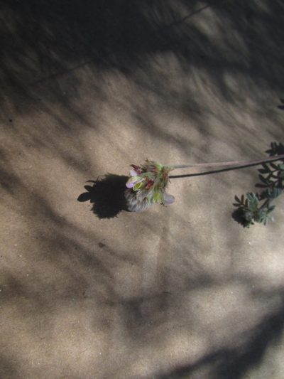 Dalea leucosericea, photographed by Carlos Martorell