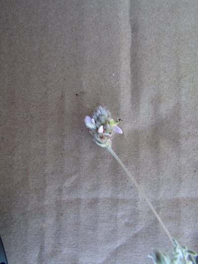 Dalea leucosericea, photographed by Carlos Martorell