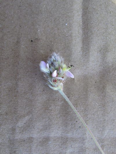Dalea leucosericea, photographed by Carlos Martorell