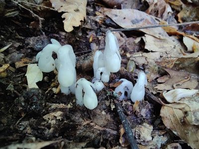 Monotropa uniflora, photographed by Gus