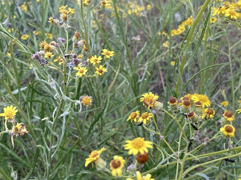 Senecio pterophorus, photographed by Marc Riera