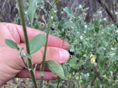 Solanum chenopodioides, photographed by Marc Riera
